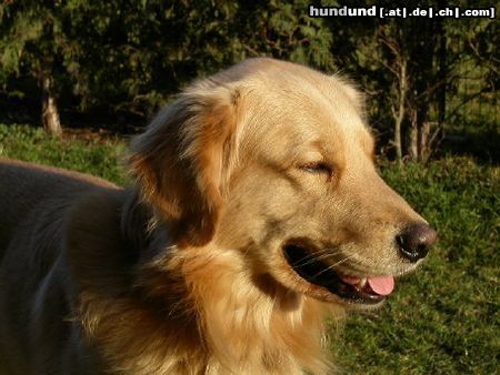 Golden Retriever Hunde Foto 3188 Golden Retriever Bilbo vom Golden Sun Rise