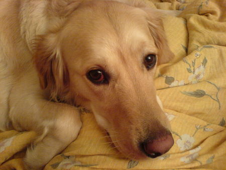 Golden Retriever Hunde Foto 38685 Golden Retriever eine liebenswerte Wasserratte