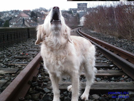 Golden Retriever Hunde Foto 30927 Golden Retriever wau wau Ich bin ein Wolf =)