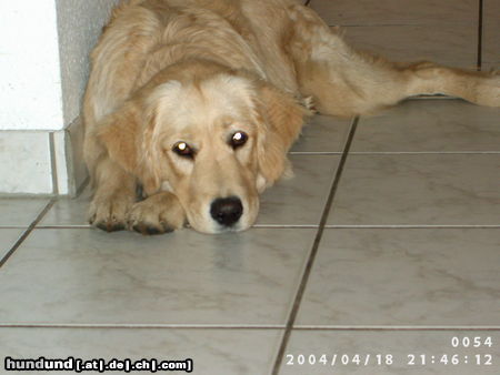 Golden Retriever Hunde Foto 26354 Golden Retriever das ist Kimba die hübscheste Goldihündin