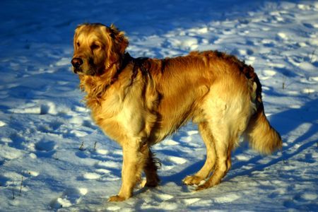 Golden Retriever Hunde Foto 30976 Golden Retriever Erik der Wickinger
