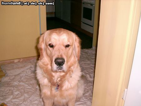 Golden Retriever Hunde Foto 12129 Golden Retriever Schau mir in die Augen ; Kleines !