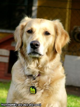 Golden Retriever Hunde Foto 11728 Golden Retriever Ginger 2 Jahre