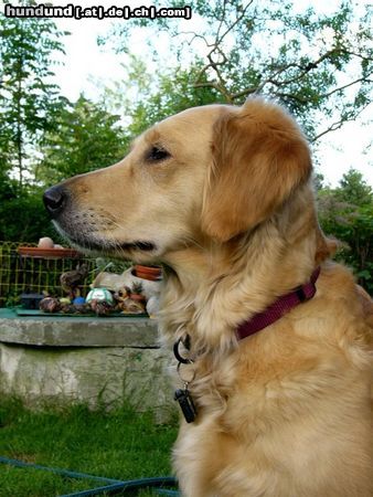Golden Retriever Hunde Foto 11729 Golden Retriever Ginger 2 Jahre