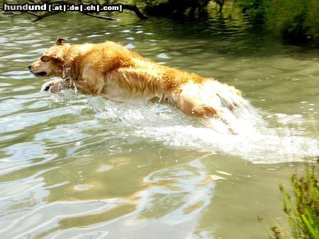 Golden Retriever Hunde Foto 12442 Golden Retriever Ginger in Action
