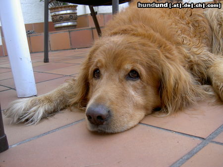 Golden Retriever Hunde Foto 25582 Golden Retriever Tom (12 Jahre)