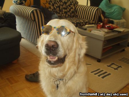 Golden Retriever Hunde Foto 15086 Golden Retriever In geheimer Mission (Bendix007)