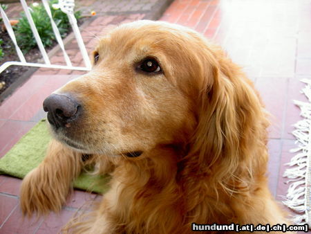 Golden Retriever Hunde Foto 25580 Golden Retriever Tom (Delio) mit 12 Jahren
