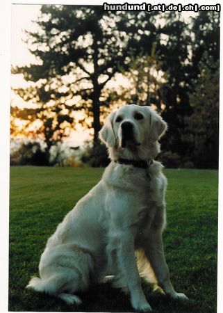 Golden Retriever Hunde Foto 5615 Golden Retriever Emira posiert ...