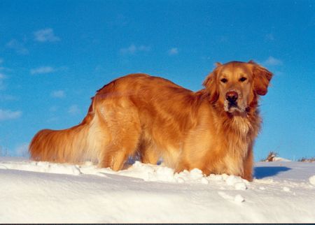 Golden Retriever Hunde Foto 2375 Golden Retriever Golden Retriever Johnny 2 1/2 Jahre