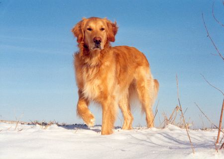 Golden Retriever Hunde Foto 2376 Golden Retriever Johnny