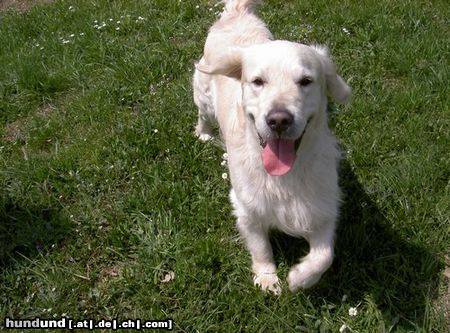 Golden Retriever Hunde Foto 5499 Golden Retriever Jimmy