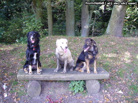 Golden Retriever Hunde Foto 26580 Golden Retriever Zwei Aussie`s und ein Goldie, die sich lieben...