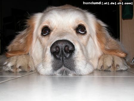 Golden Retriever Hunde Foto 9343 Golden Retriever AIKA
