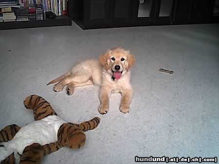 Golden Retriever Hunde Foto 9049 Golden Retriever