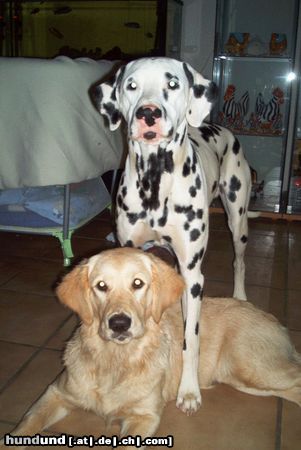 Golden Retriever Hunde Foto 9046 Golden Retriever Cora und Spikey