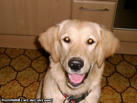 Golden Retriever Hunde Foto 9051 Golden Retriever Hallöchen!!!
