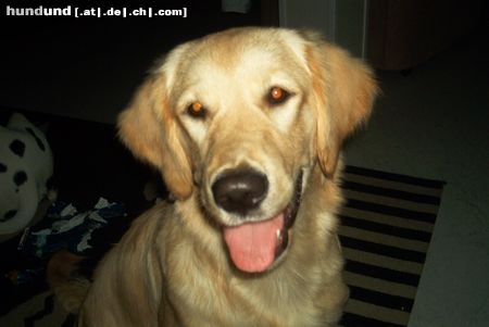 Golden Retriever Hunde Foto 9229 Golden Retriever Cora