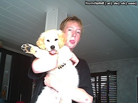 Golden Retriever Hunde Foto 9050 Golden Retriever ääätsch...! :-)