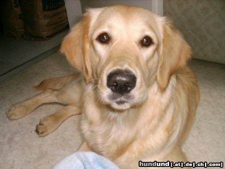 Golden Retriever Hunde Foto 9230 Golden Retriever Cora