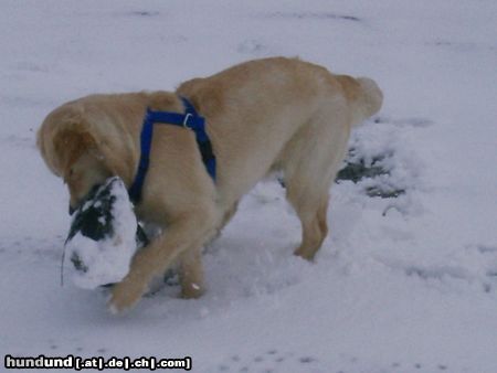Golden Retriever Hunde Foto 9047 Golden Retriever aaaahhh... schwer, der sandsack ;)