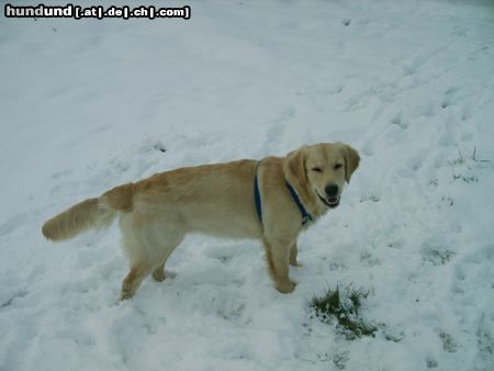 Golden Retriever Hunde Foto 9232 Golden Retriever Cora