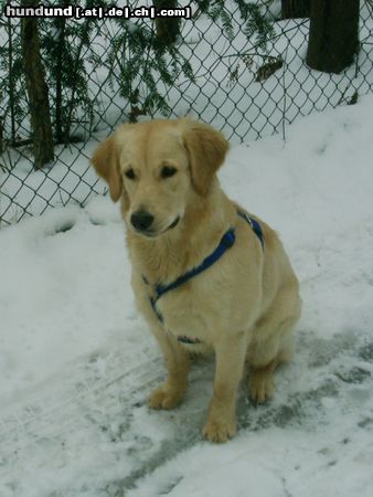 Golden Retriever Hunde Foto 9048 Golden Retriever Im Schnee ist es am allerallerschönsten!!!