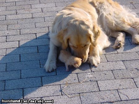 Golden Retriever Hunde Foto 9520 Golden Retriever Mura und ihr ,, Junges