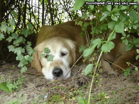 Golden Retriever Hunde Foto 17877 Golden Retriever Nickerchen