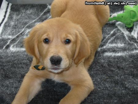 Golden Retriever Hunde Foto 7097 Golden Retriever Bobby das Plüschtier ( 3 Monate)