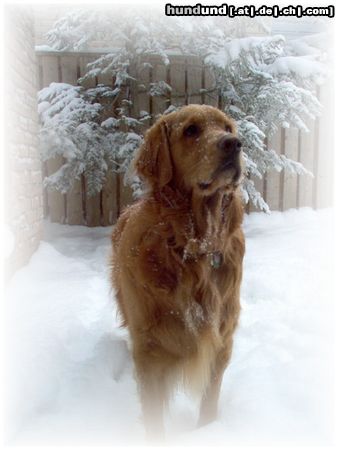 Golden Retriever Hunde Foto 8756 Golden Retriever Brodie der Kanadier