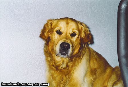 Golden Retriever Hunde Foto 12171 Golden Retriever