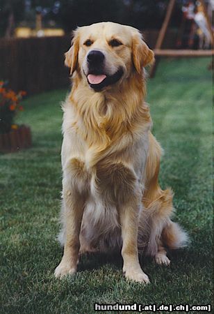 Golden Retriever Hunde Foto 12138 Golden Retriever