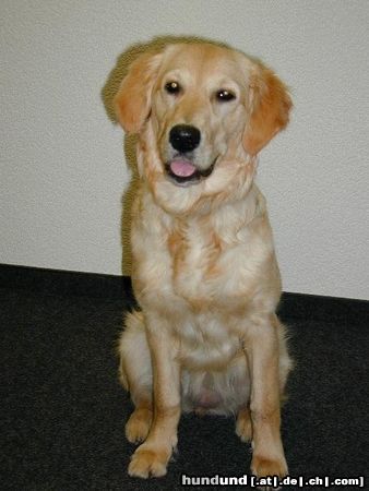 Golden Retriever Hunde Foto 12301 Golden Retriever Amba 18 Monate