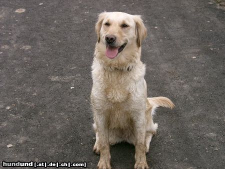 Golden Retriever Hunde Foto 8559 Golden Retriever SHADOW