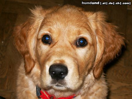 Golden Retriever Hunde Foto 4142 Golden Retriever Nico 2 1/2 Monate