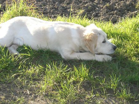 Golden Retriever Hunde Foto 40305 in höherer Auflösung ansehen Golden Retriever