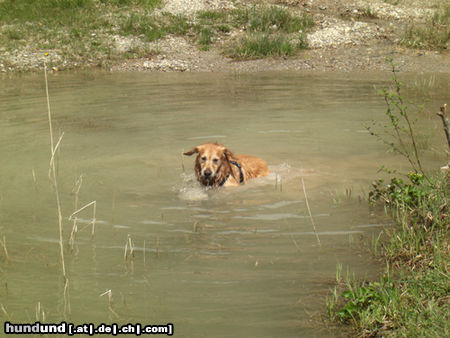 Golden Retriever Paul