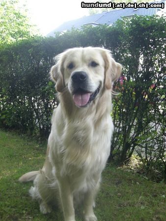 Golden Retriever Hunde Foto 45701 in höherer Auflösung ansehen Golden Retriever Georgi 2 Jahre