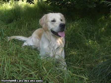 Golden Retriever Hunde Foto 45700 in höherer Auflösung ansehen Golden Retriever Georgi 2 Jahre