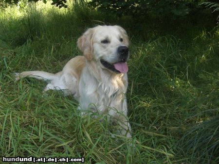 Golden Retriever Georgi 2 Jahre 