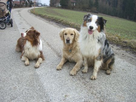 Golden Retriever Hunde Foto 41046 in höherer Auflösung ansehen Golden Retriever Die Drei Muskeltiere Aiko, Balu und -Sunny