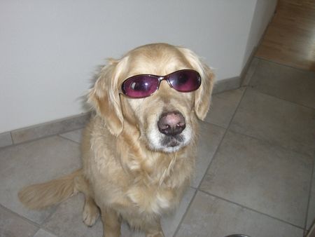 Golden Retriever Hunde Foto 41041 in höherer Auflösung ansehen Golden Retriever ich bin cool