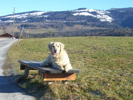 Golden Retriever Hunde Foto 41042 in höherer Auflösung ansehen Golden Retriever Fotomodell Aiko