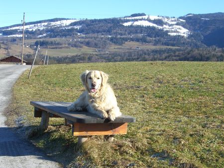 Golden Retriever Foto 41042 - hundund.de