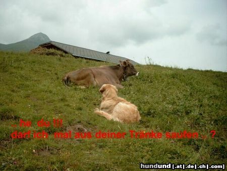 Golden Retriever Hunde Foto 17769 in höherer Auflösung ansehen Golden Retriever Calvin from Cincinnati