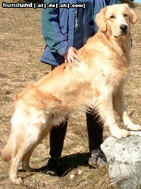 Golden Retriever Hunde Foto 17794 in höherer Auflösung ansehen Golden Retriever