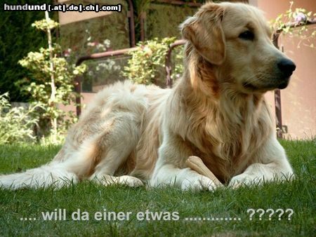 Golden Retriever Hunde Foto 17697 in höherer Auflösung ansehen Golden Retriever Calvin from Cincinnati