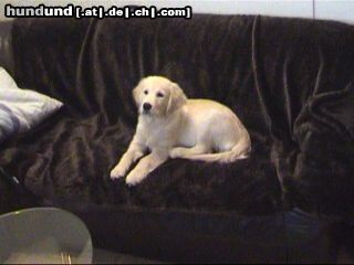 Golden Retriever Hunde Foto 15903 Golden Retriever Kerryline 4 Monate Alt