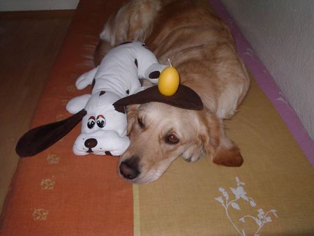 Golden Retriever Hunde Foto 31929 Golden Retriever